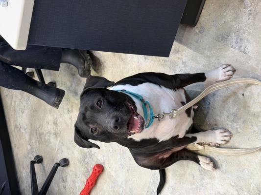 Zola