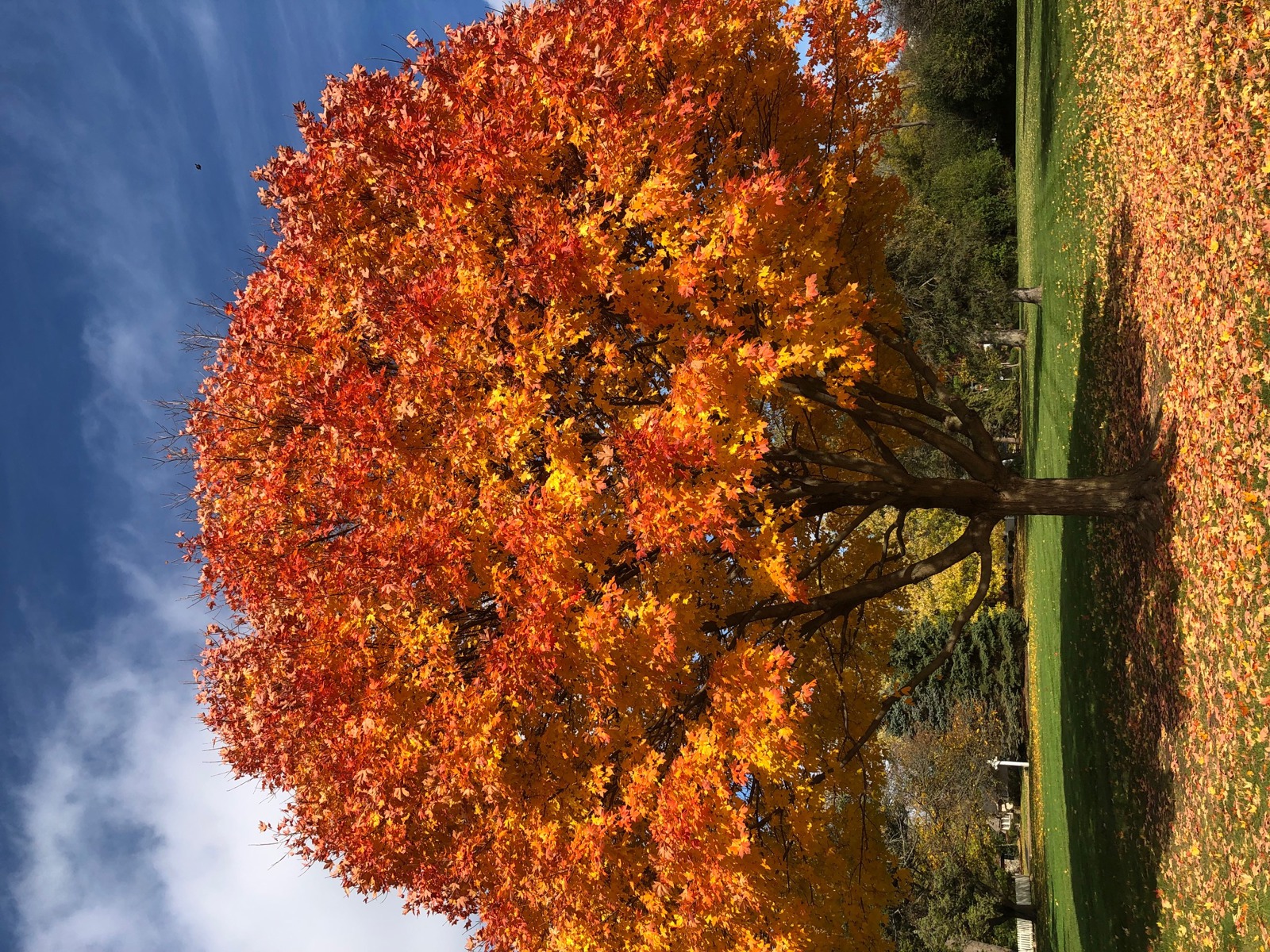 A tree with fall coloring. 