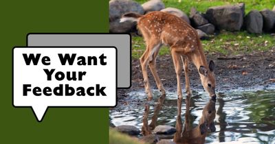Township  is Seeking Resident Feedback About the Deer Population