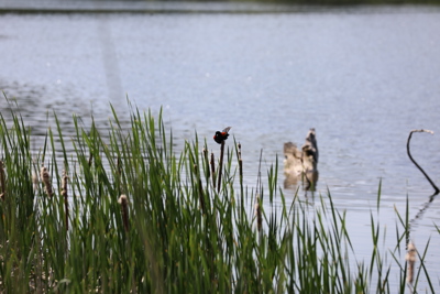 Supervisor Column: Summer in Bloomfield Township