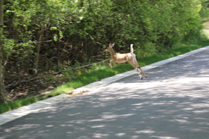 A deer running across the road.