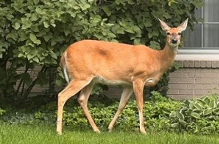 A deer walking in front of a home.