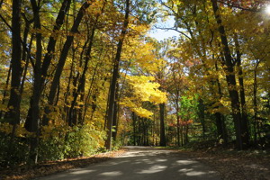 A road surrounded by trees.