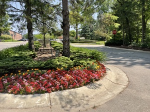 A flowery landscape on a curb.